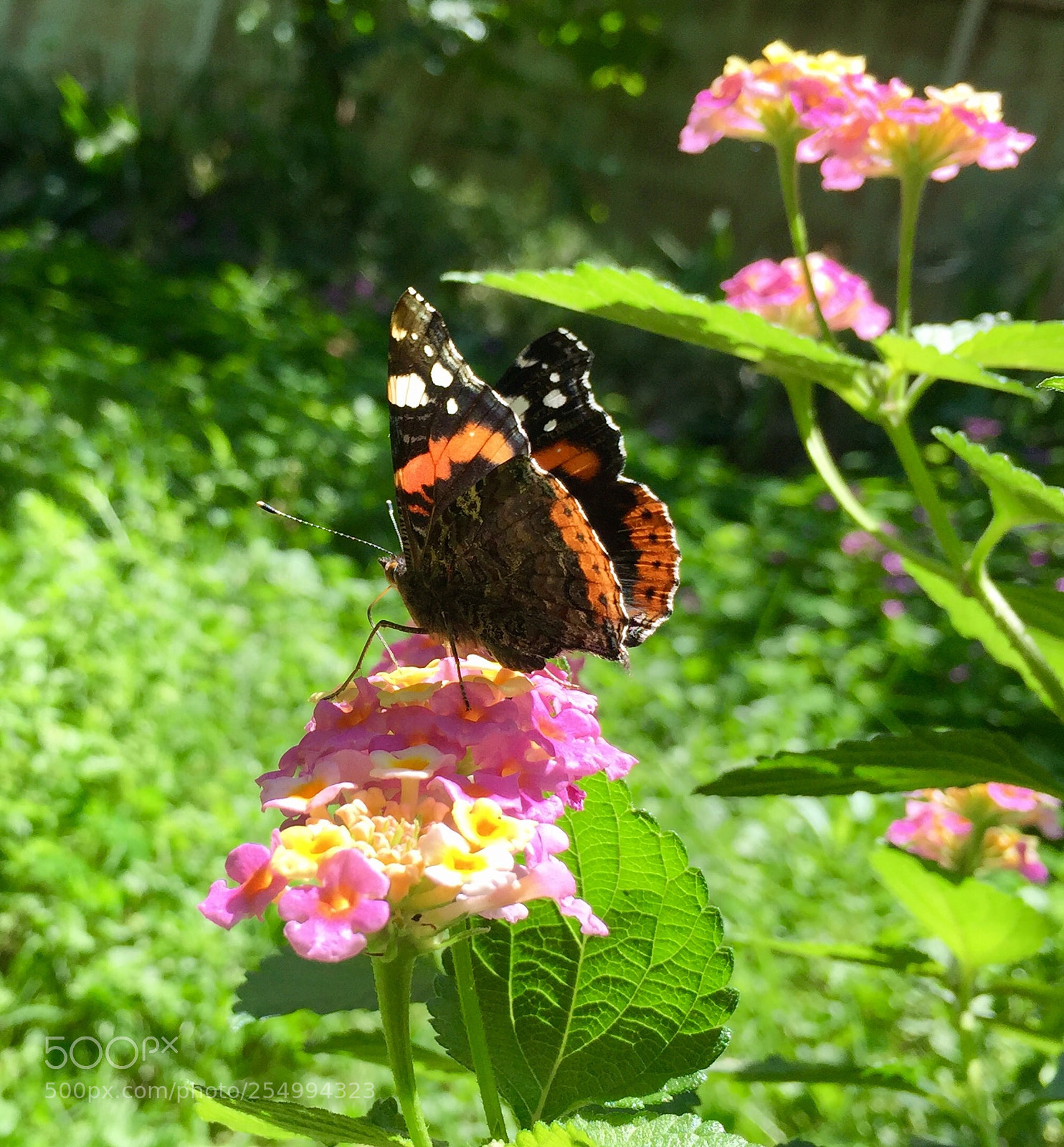Apple iPhone 6 sample photo. Butterfly. photography