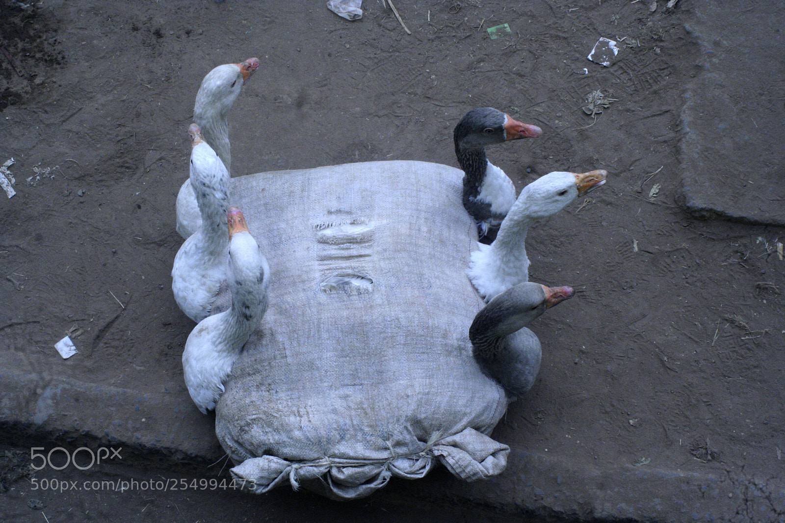 Canon EOS 350D (EOS Digital Rebel XT / EOS Kiss Digital N) sample photo. Geese package photography