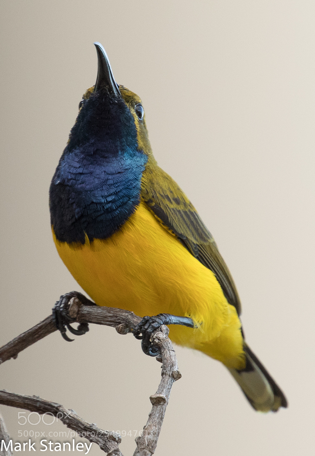 Canon EOS 5D Mark IV sample photo. Olive-backed sunbird.jpg photography
