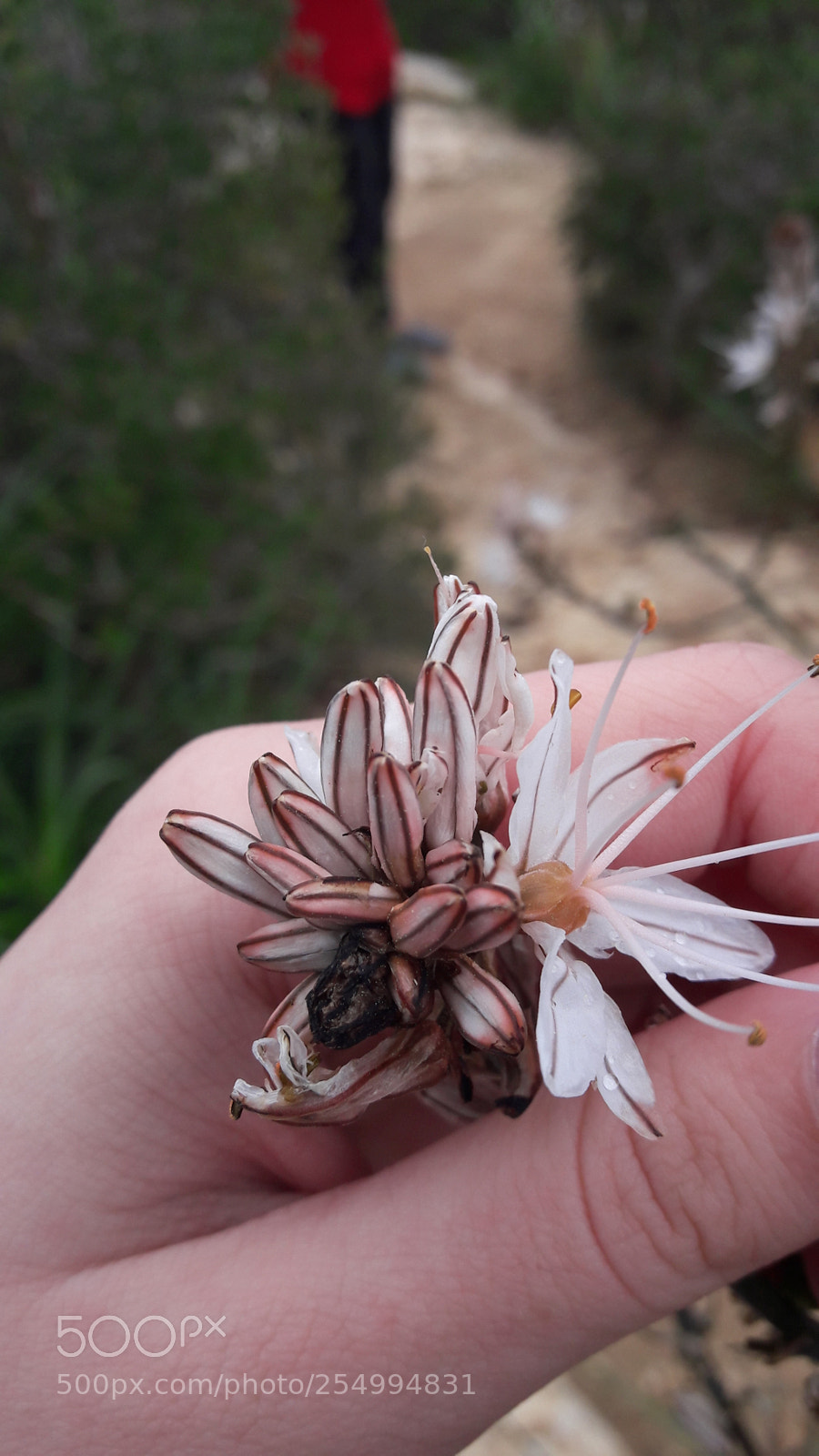 Samsung Galaxy A5(2016) sample photo. 20180315_155150.jpg photography