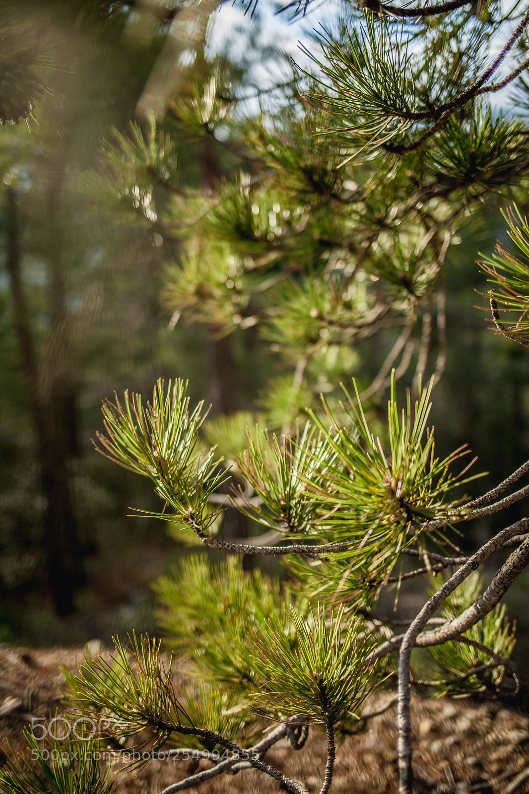 Canon EOS 5D Mark II sample photo. Psilo dendro, platres photography