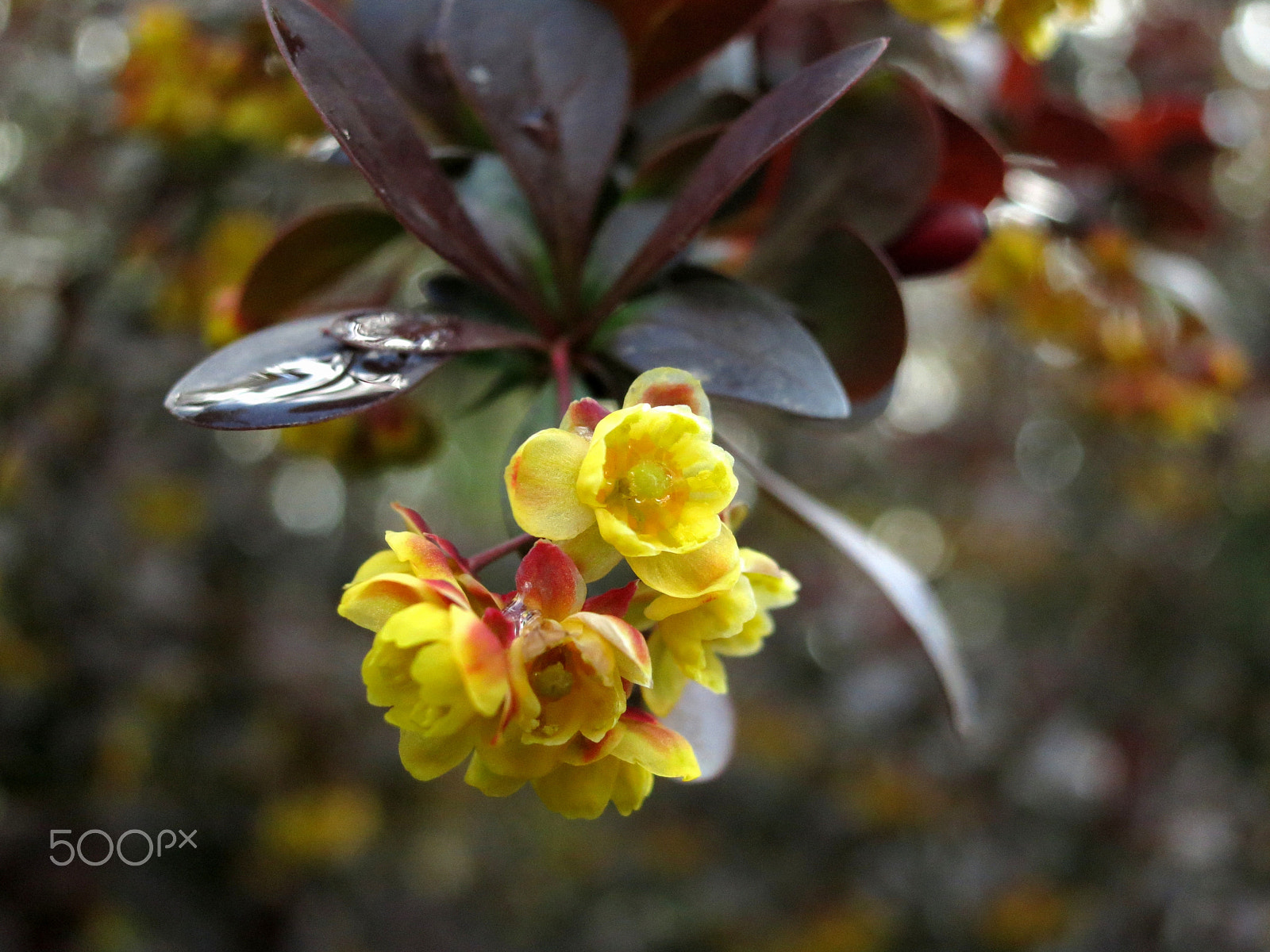 Canon PowerShot S100 sample photo. Blooming of barberry photography