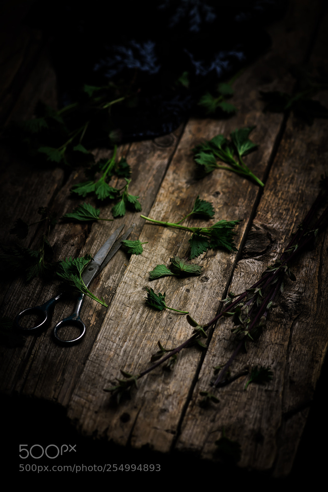 Nikon D610 sample photo. Fresh and wild netle photography