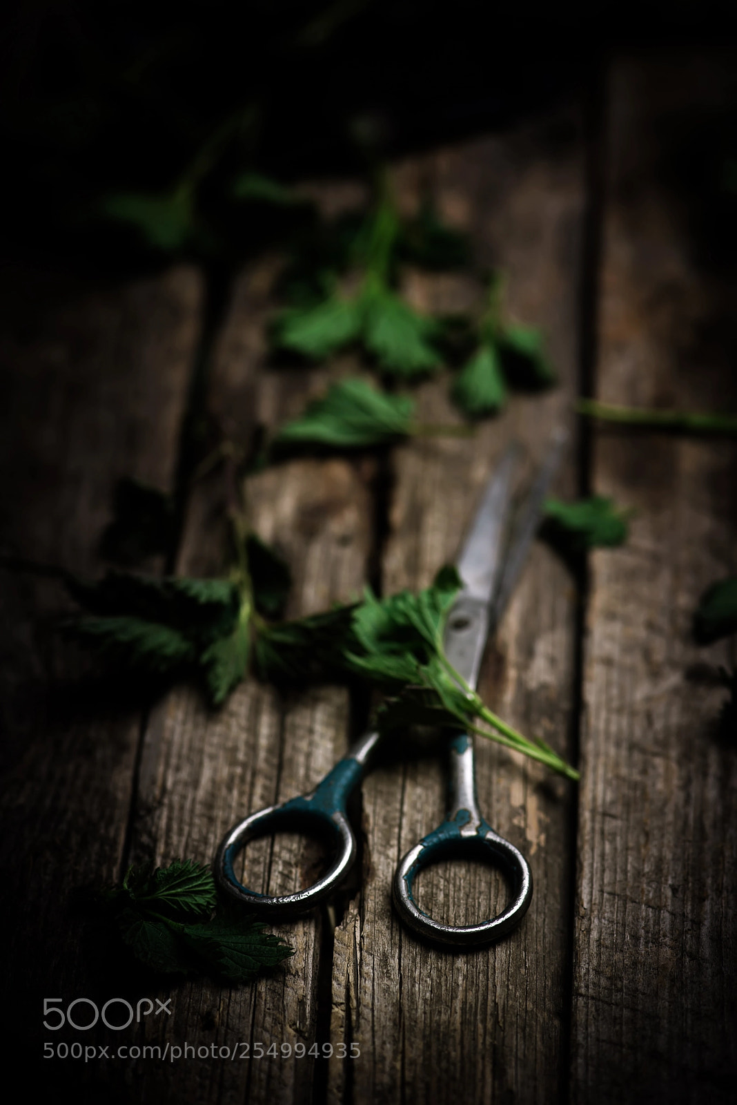 Nikon D610 sample photo. Fresh and wild netle photography