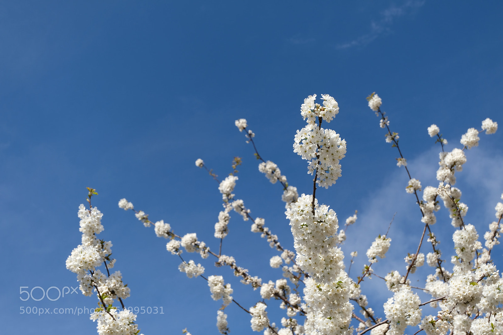 Fujifilm X-T20 sample photo. Spring's arrival photography