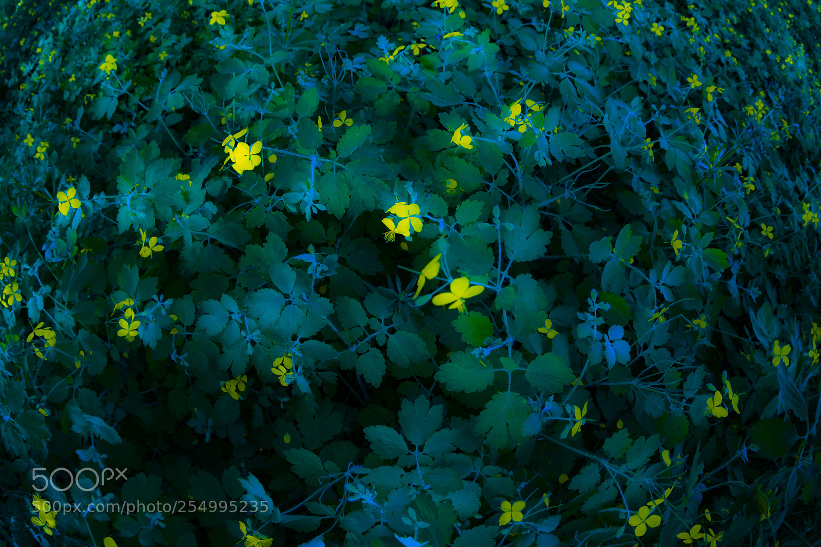 Nikon D610 sample photo. Green-yellow-blue photography