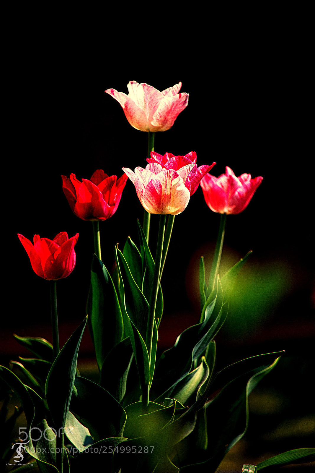 Canon EOS 70D sample photo. Tulpen im kasten photography