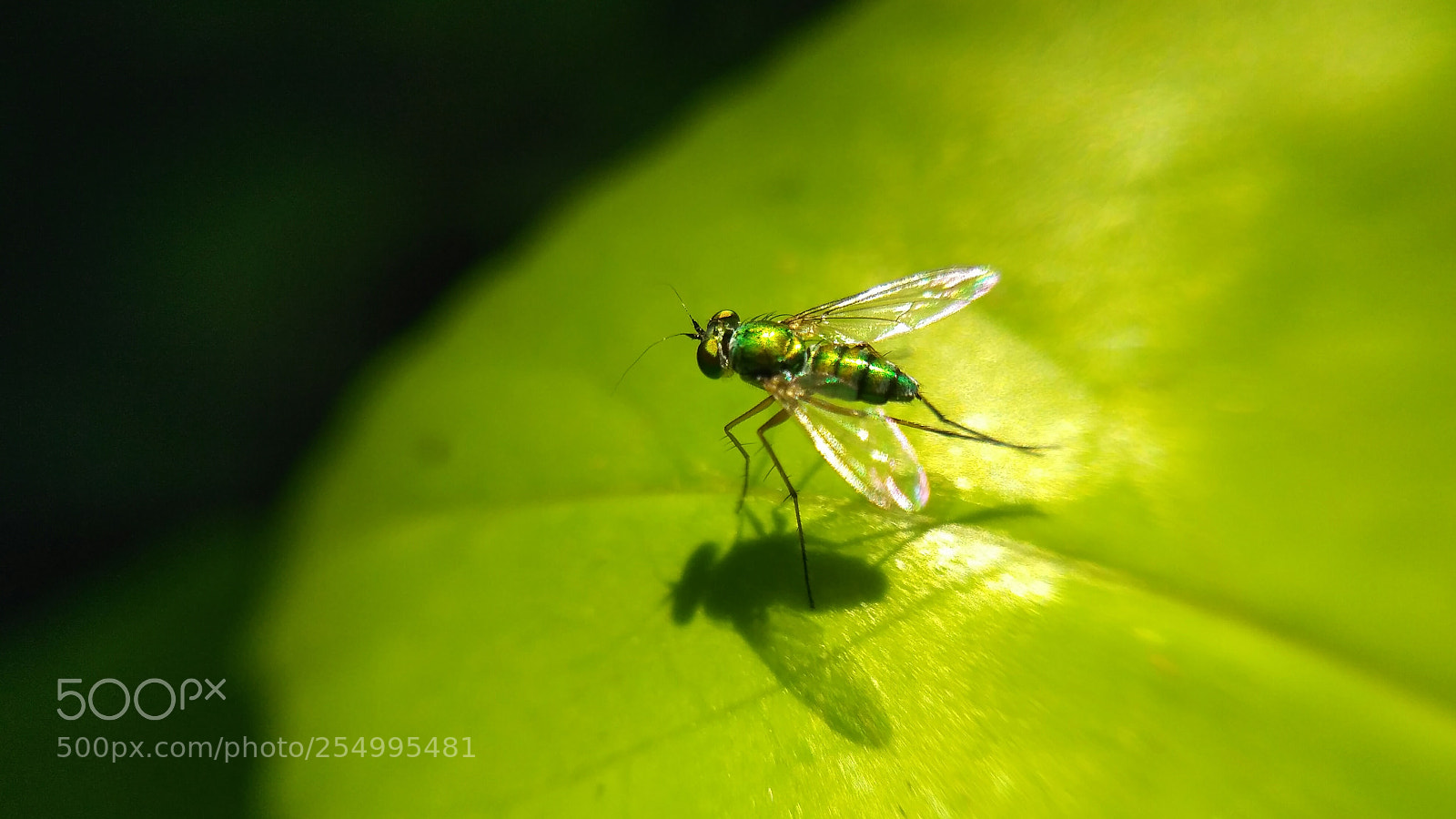 Xiaomi Redmi 3S sample photo. Colourful photography