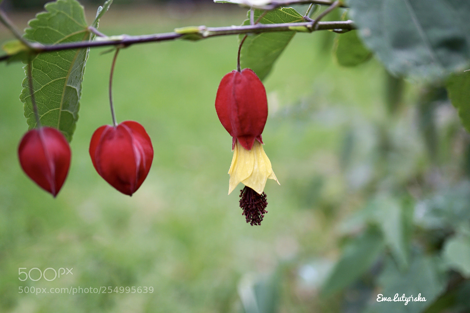 Sony a6000 sample photo. Brazilian bell  photography