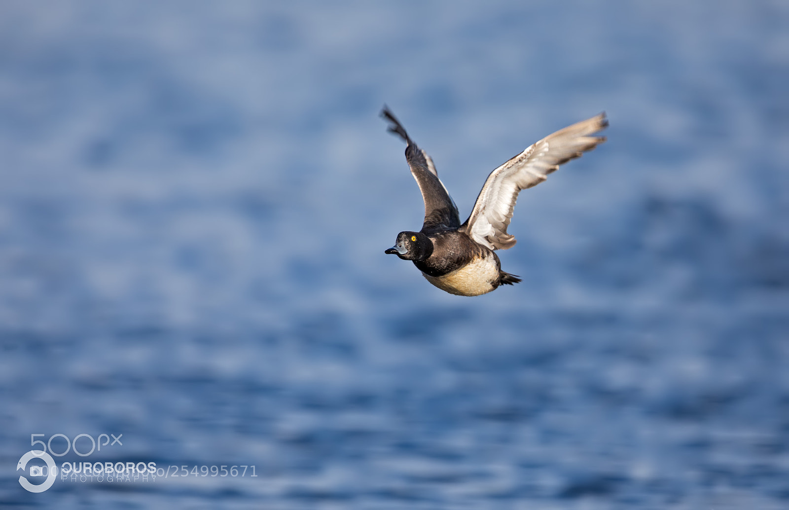 Canon EOS 5D Mark IV sample photo. Tufted duck (aythya fuligula) photography