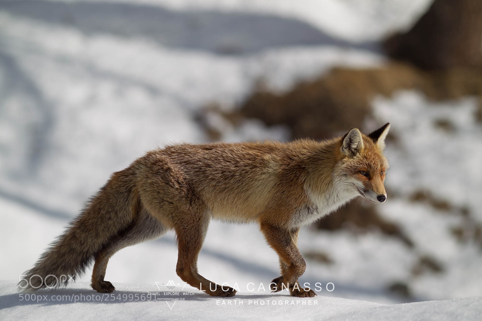 Canon EOS-1D Mark IV sample photo. Wg photography