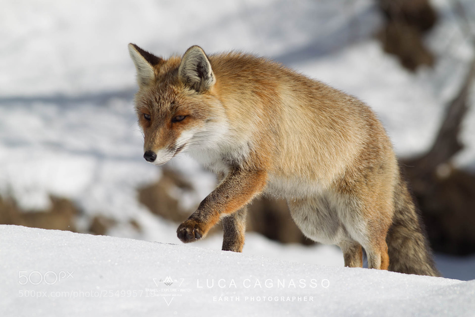 Canon EOS-1D Mark IV sample photo. Wg photography