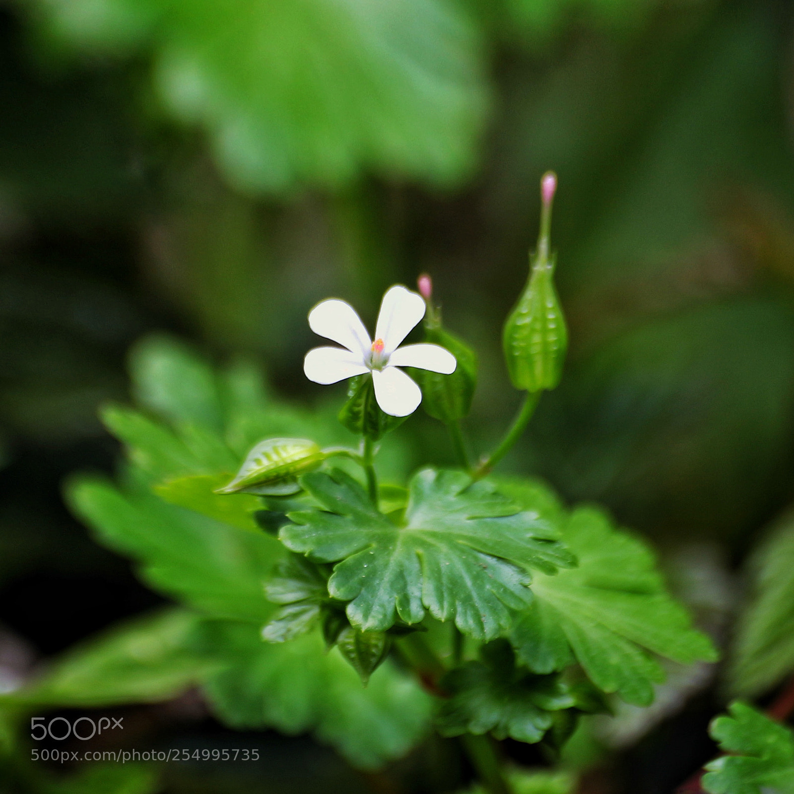 Canon EOS 100D (EOS Rebel SL1 / EOS Kiss X7) sample photo. White flower ... photography