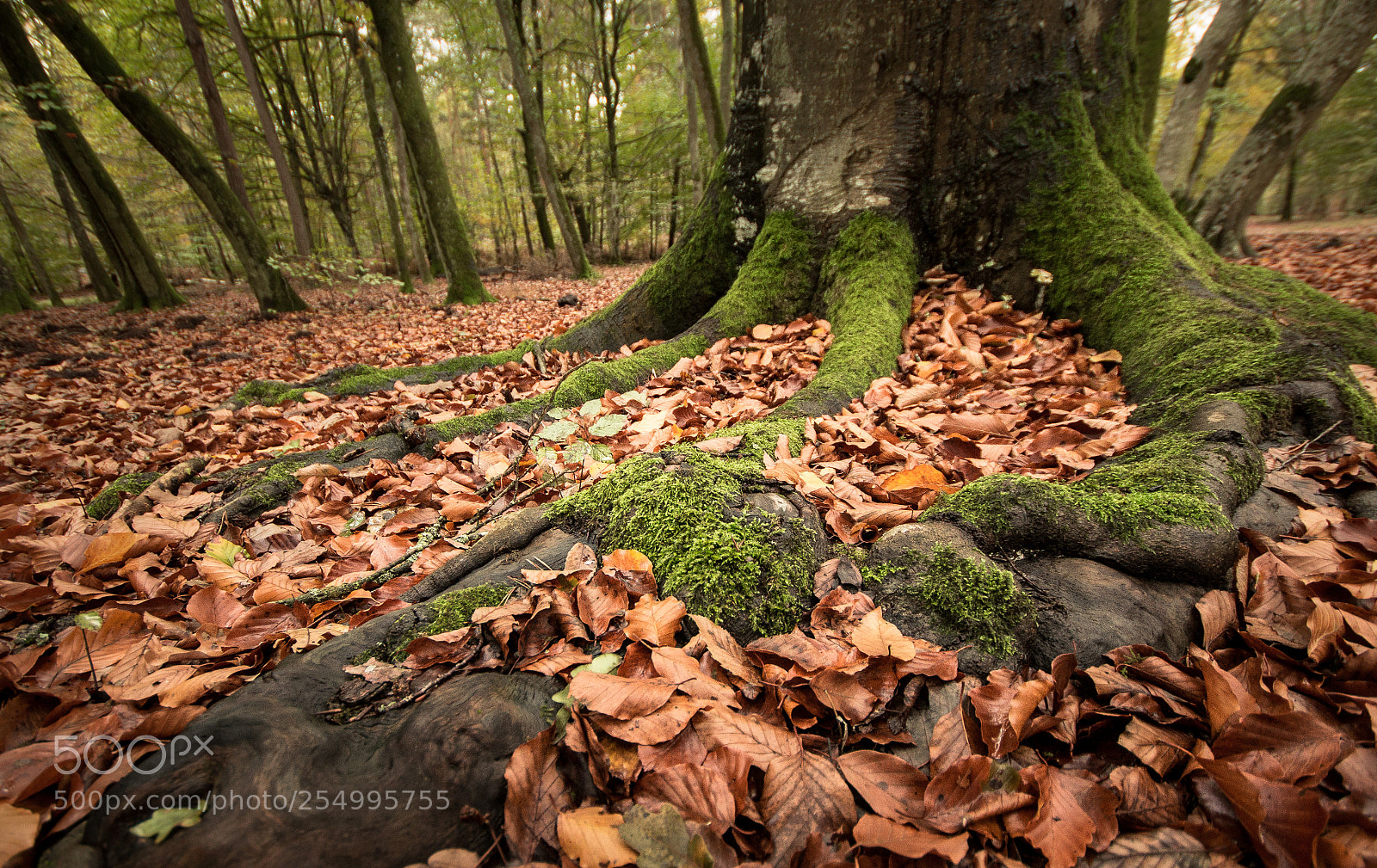 Canon EOS 60D sample photo. Roots photography