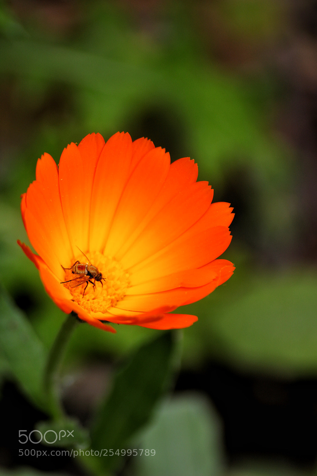Canon EOS 100D (EOS Rebel SL1 / EOS Kiss X7) sample photo. Orange flower ... photography