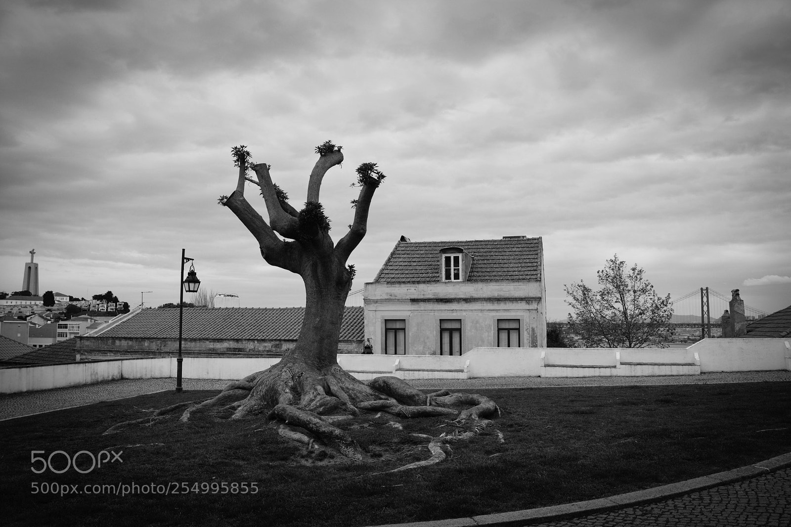 Nikon D5200 sample photo. Tree photography