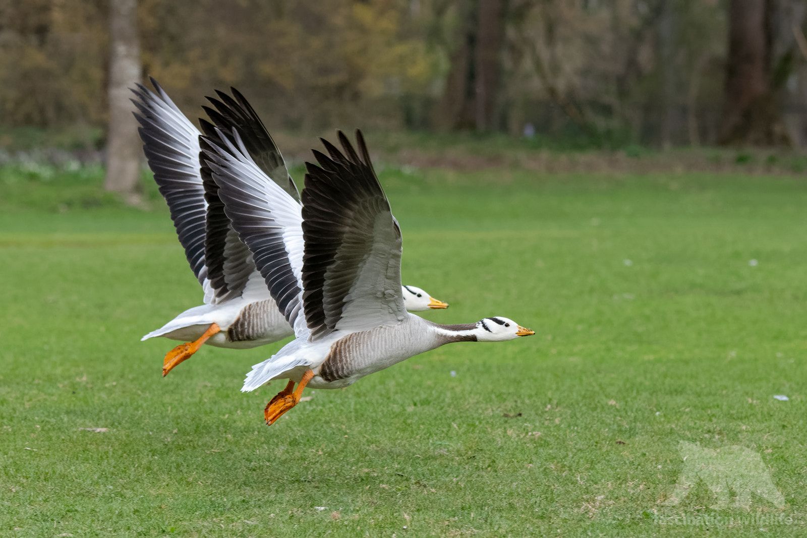 Nikon D850 sample photo. Bar-headed geese photography