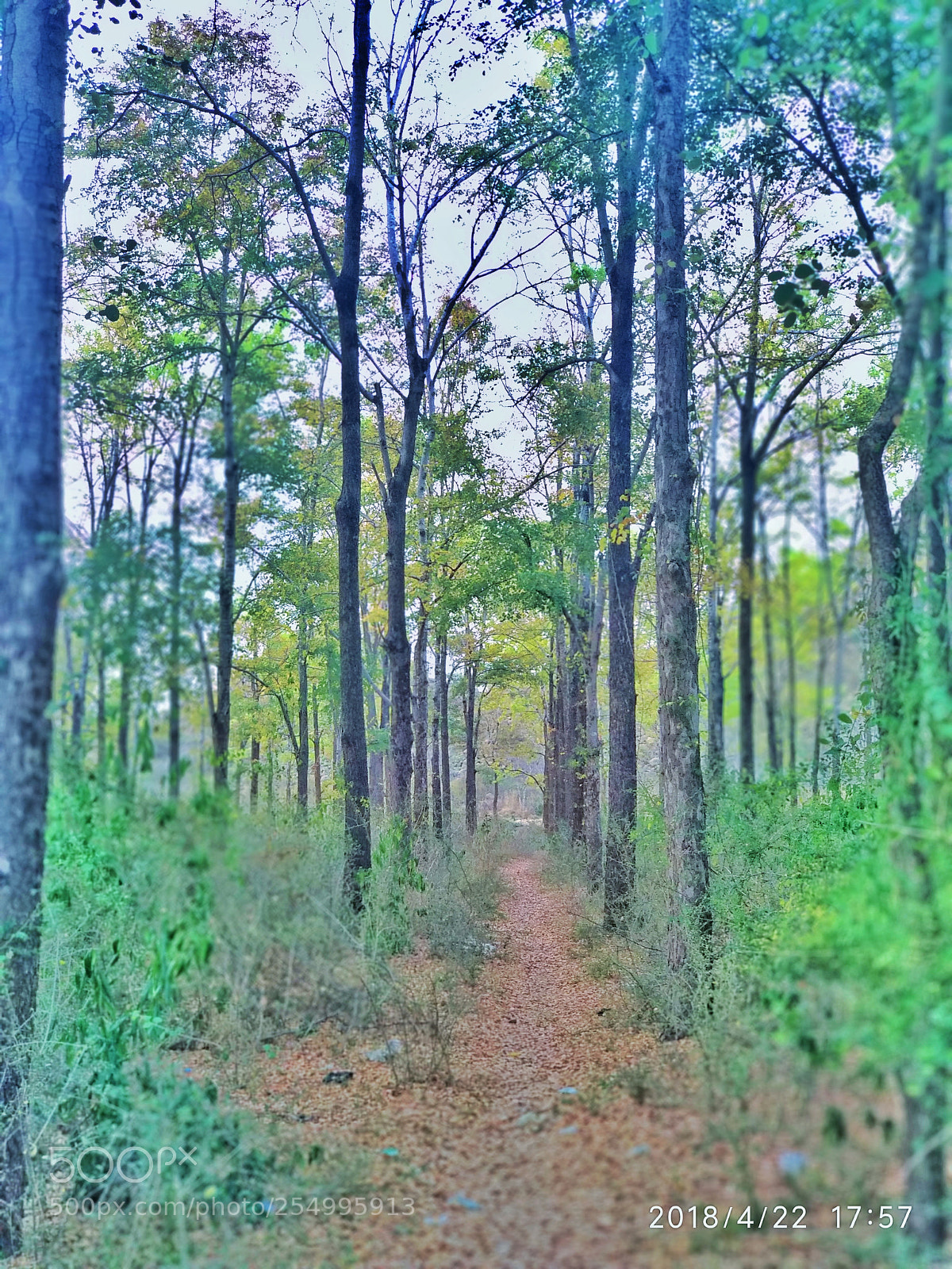 Xiaomi Mi A1 sample photo. Untitled photography