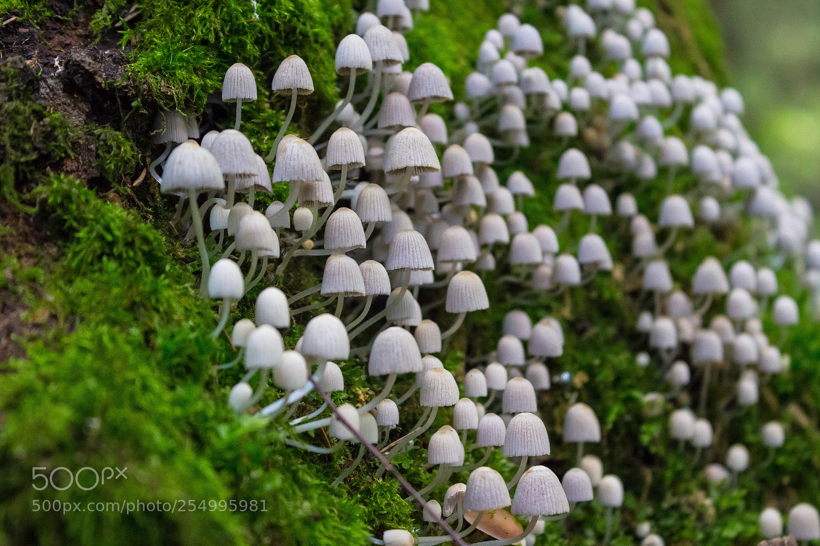 Canon EOS 600D (Rebel EOS T3i / EOS Kiss X5) sample photo. Coprinellus disseminatus photography