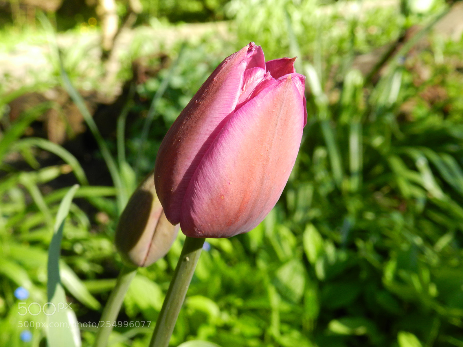 Nikon Coolpix P500 sample photo. Lila tulpe photography