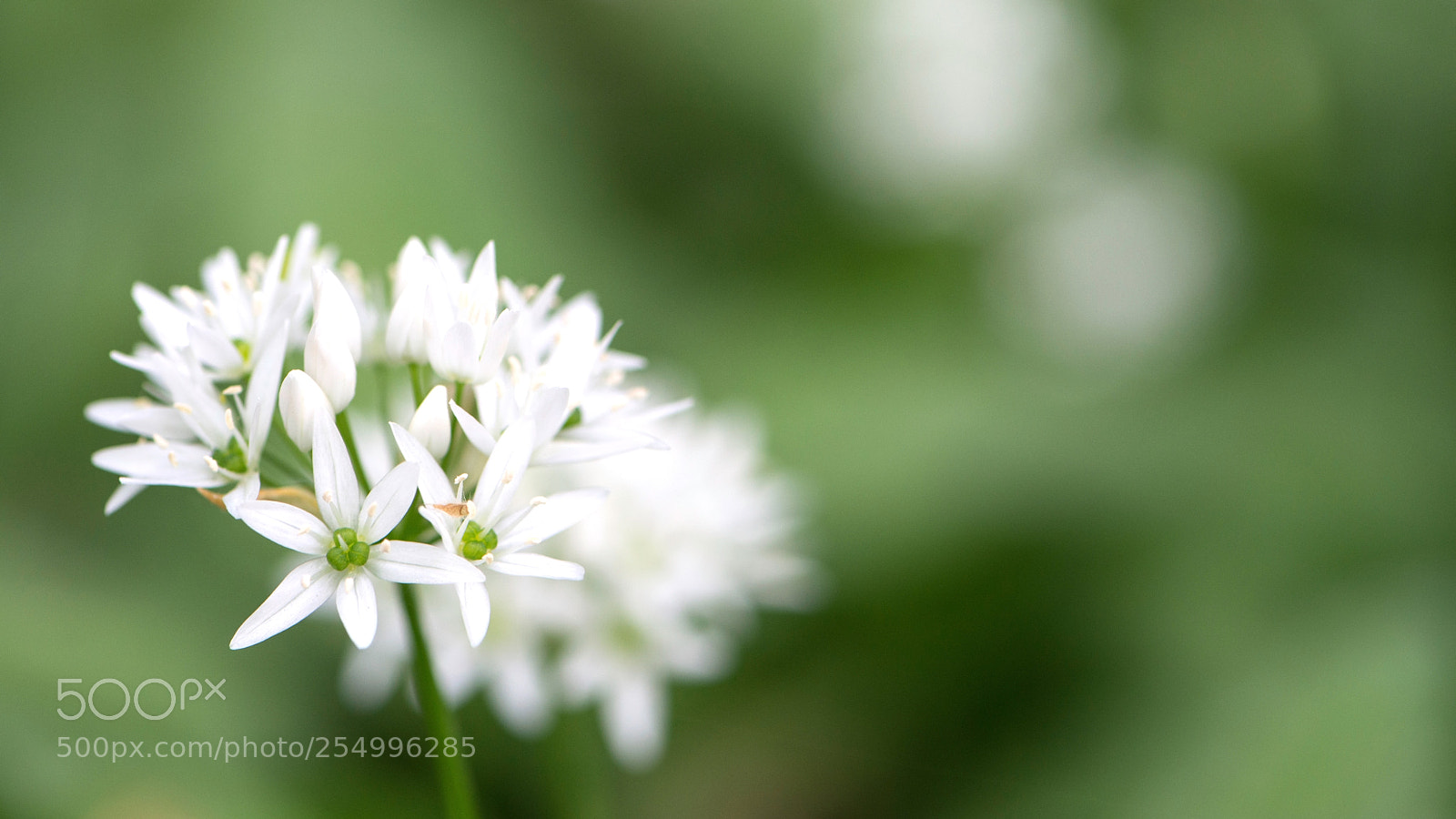 Nikon D800 sample photo. Allium ursinum photography