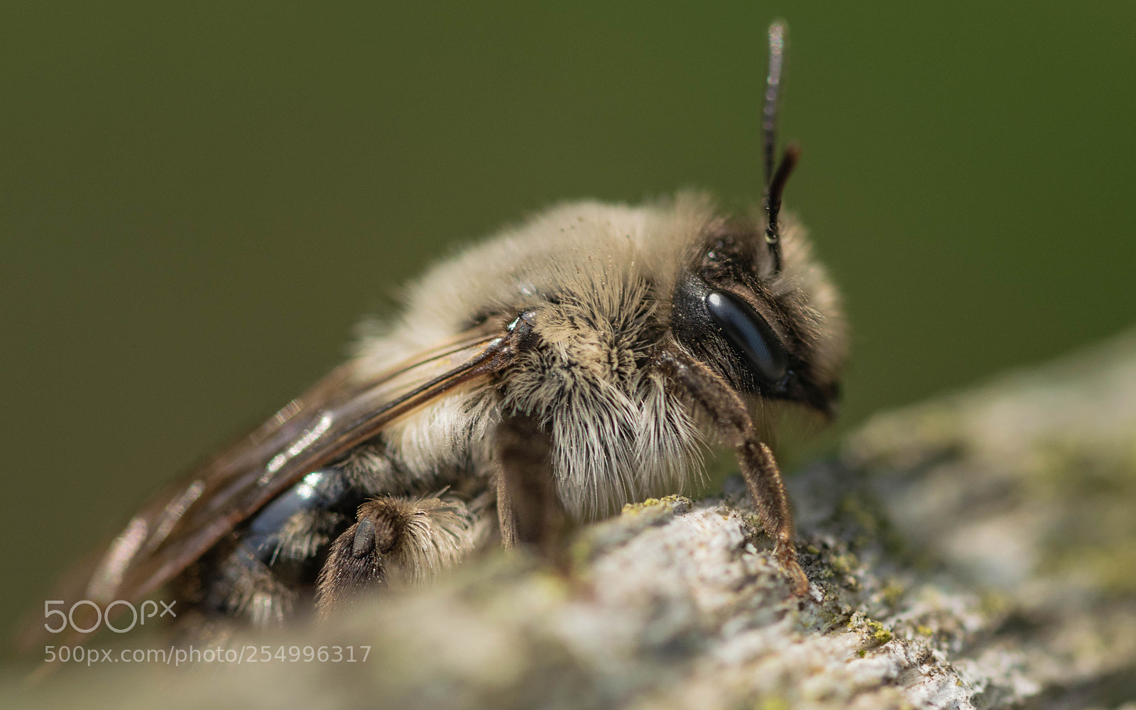 Nikon D5300 sample photo. Grey-backed mining bee photography