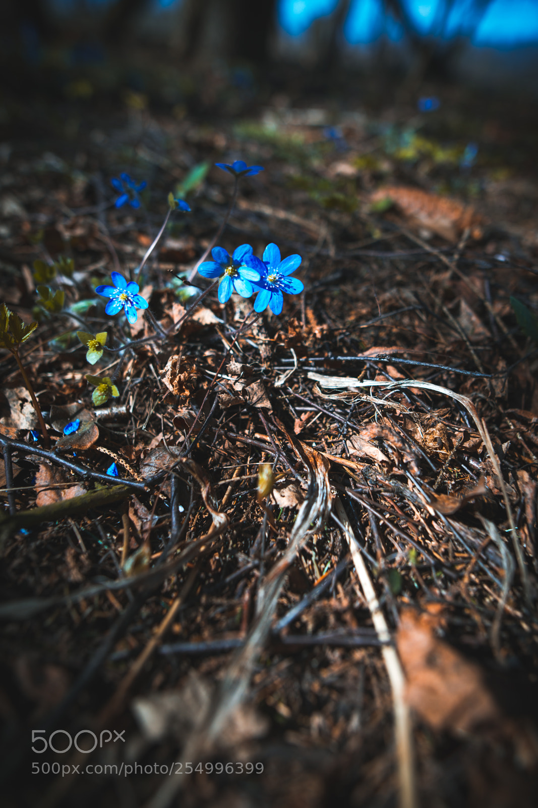 Nikon D610 sample photo. Spring blue photography
