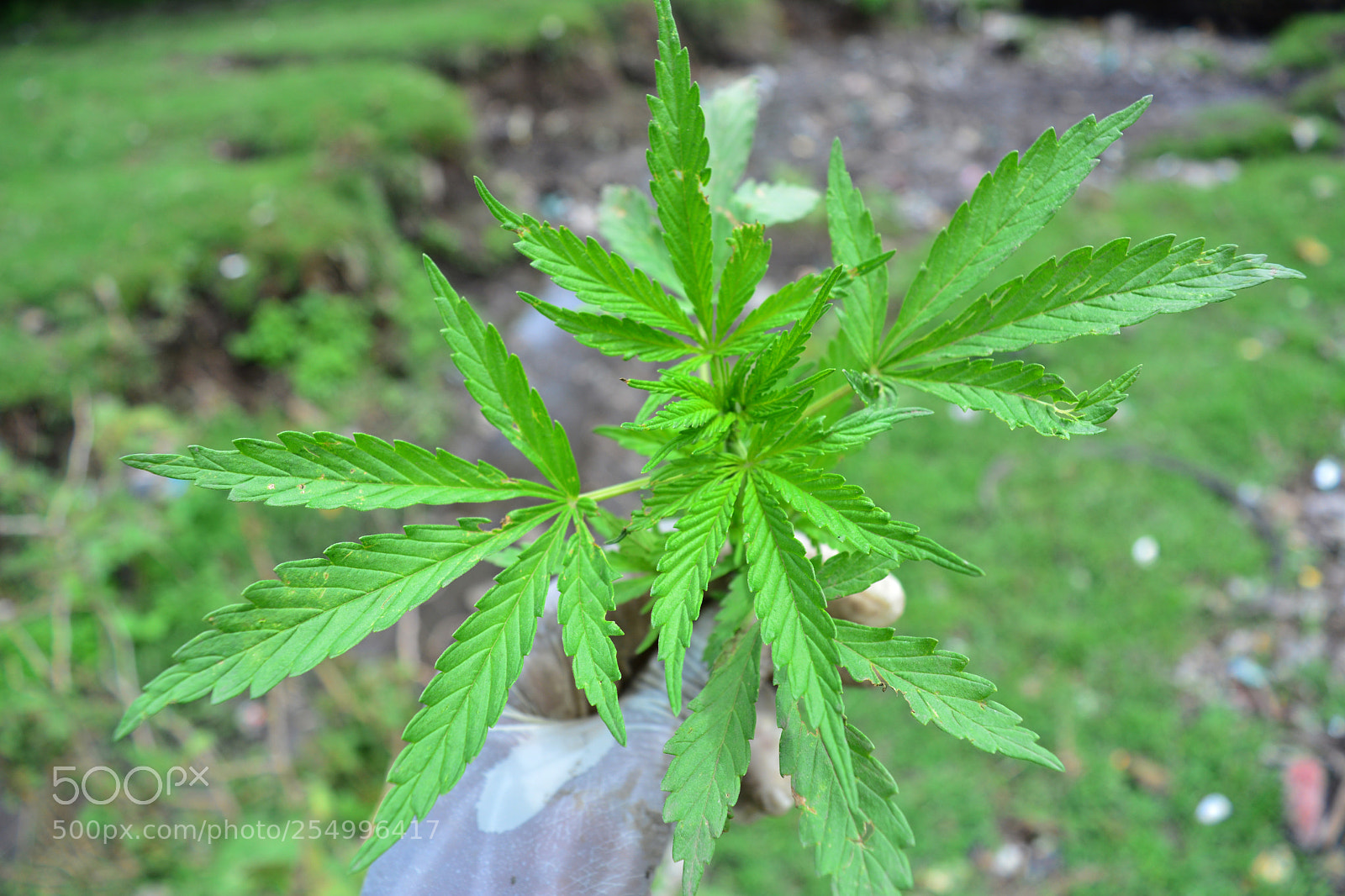 Nikon D7100 sample photo. Cannabis sativa photography