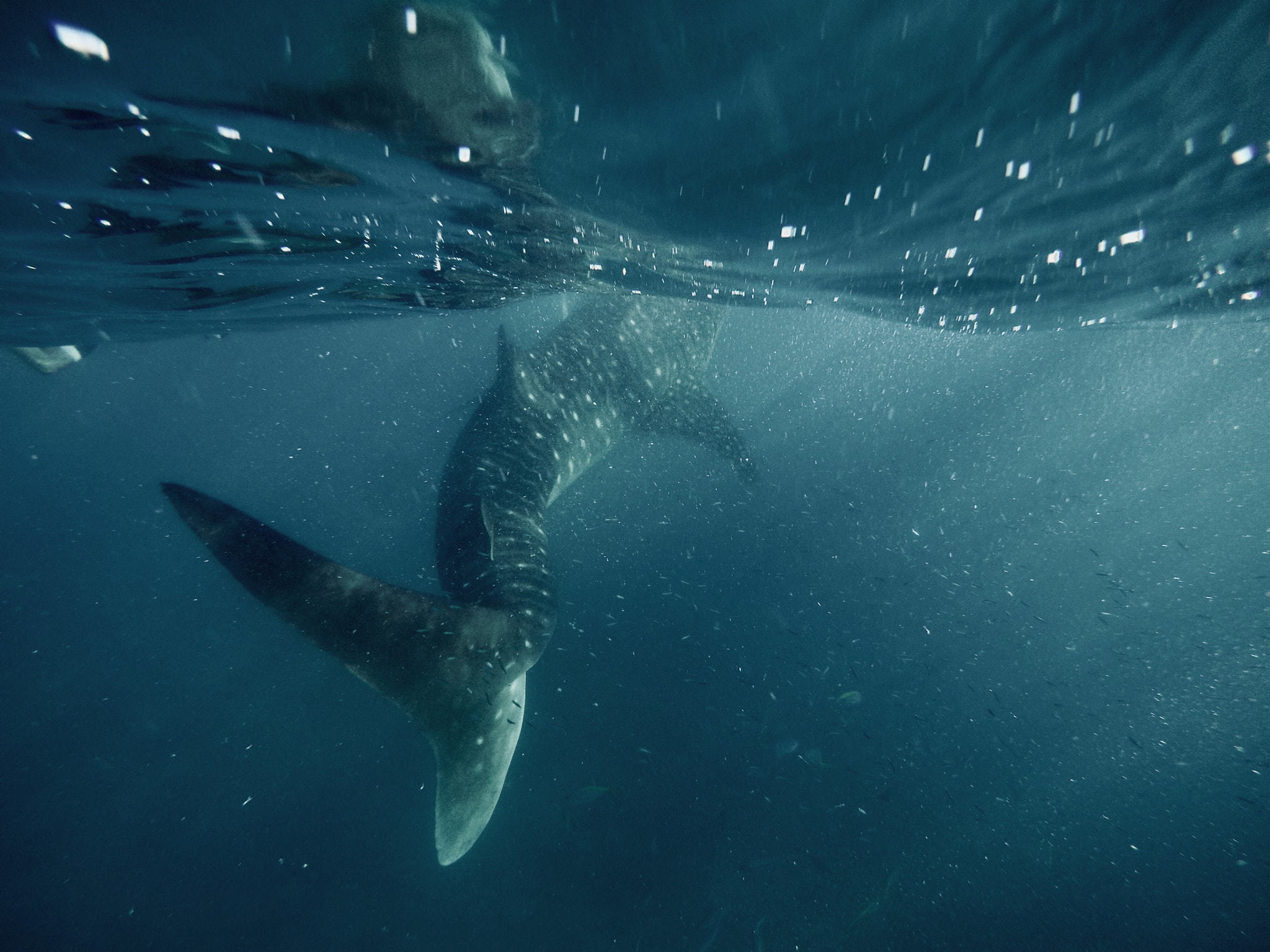 GoPro HERO4 Silver sample photo. Whale shark photography