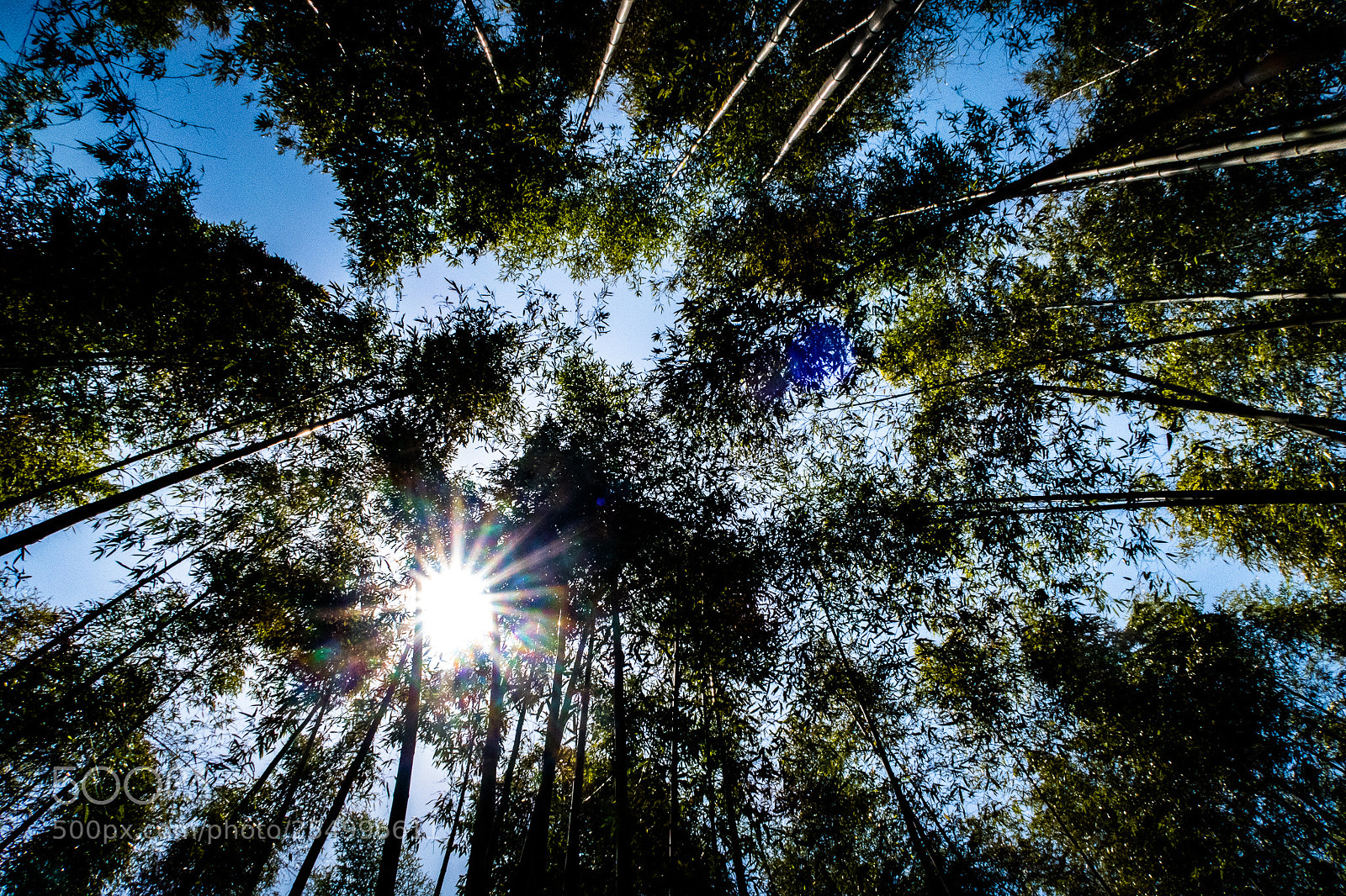 Canon PowerShot G7 X Mark II sample photo. Reaching the sun photography