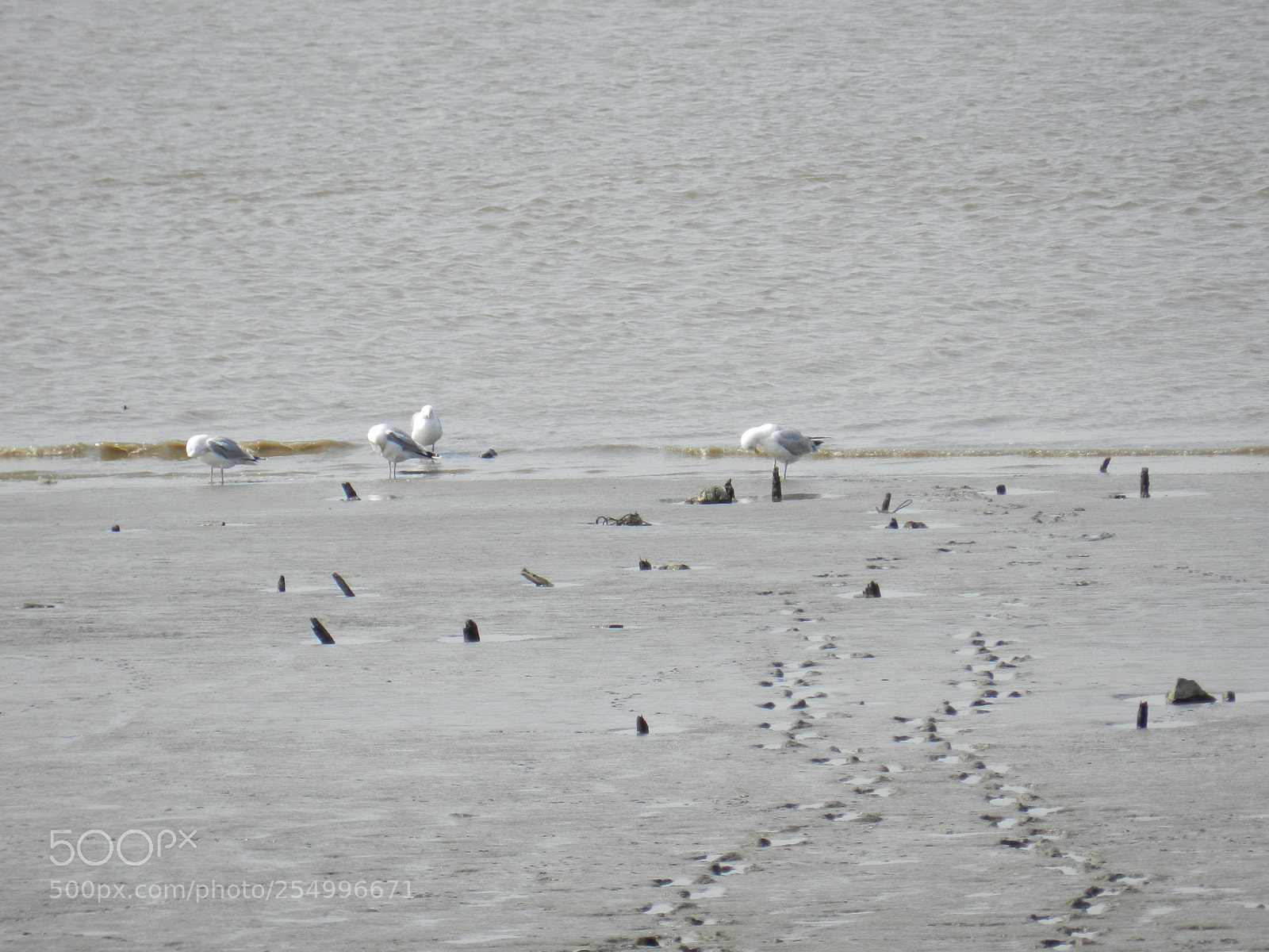 Nikon Coolpix P500 sample photo. Weser bei ebbe photography