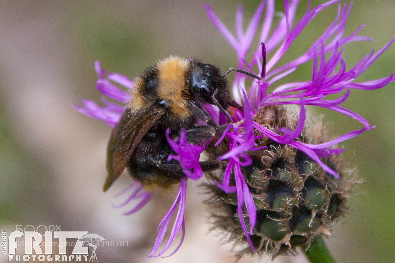 Canon EOS 40D sample photo. Hummel auf wiesen-flockenblume photography