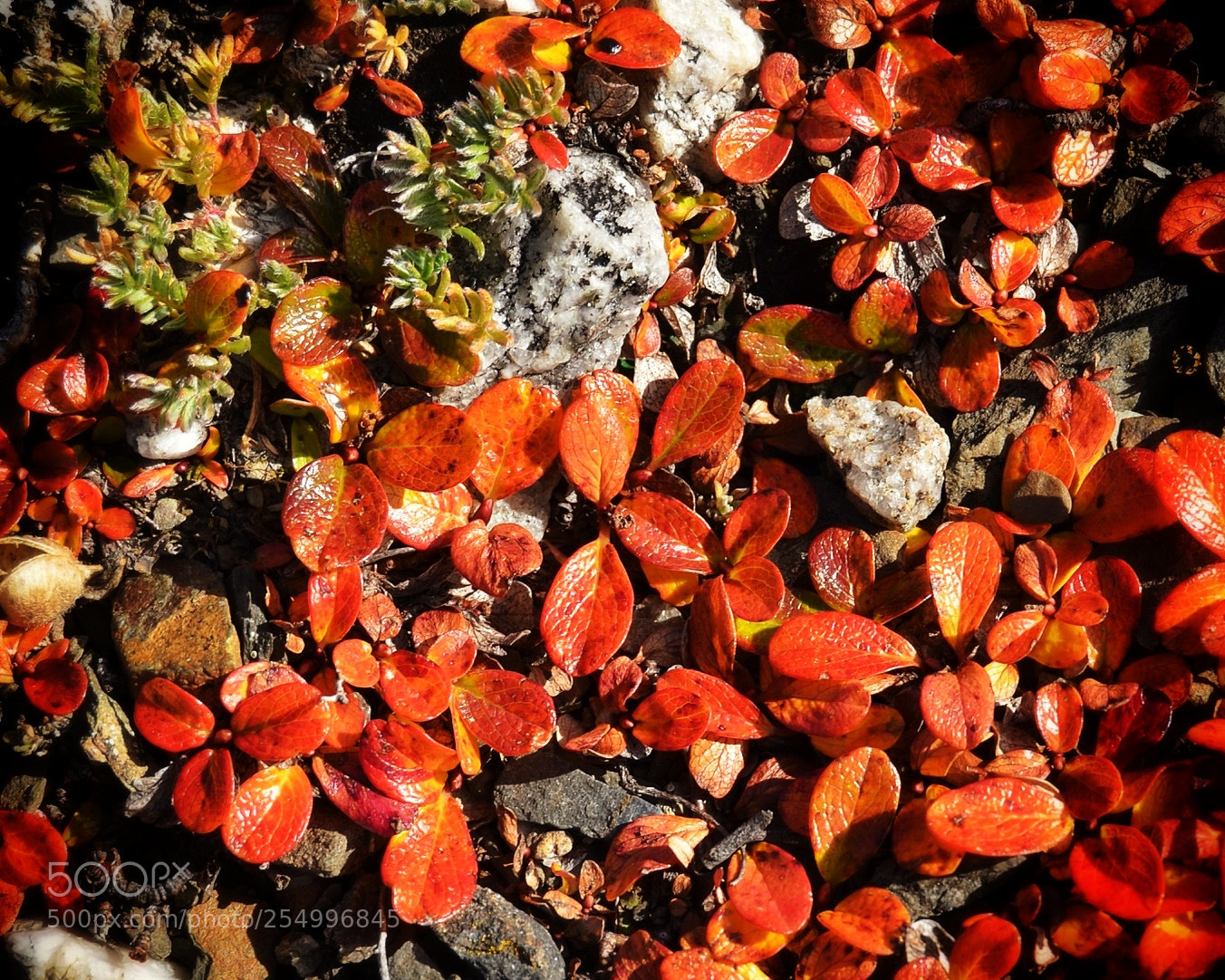 Nikon D7000 sample photo. Img photography