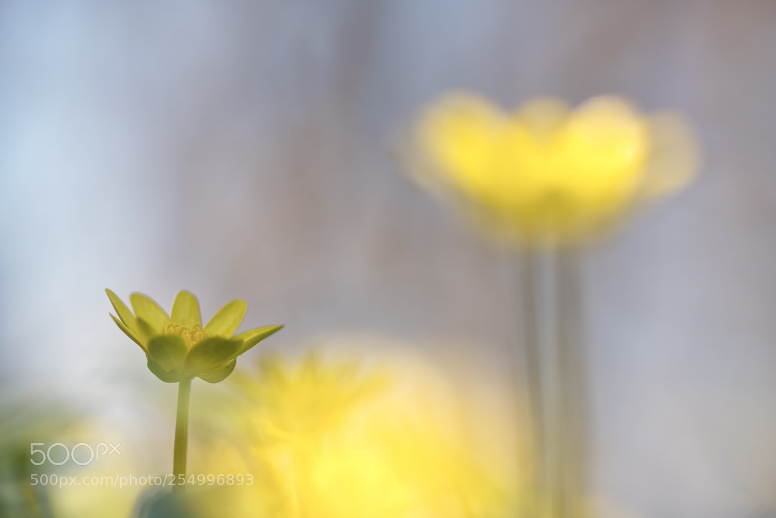 Sony a7R III sample photo. Ficaria verna photography