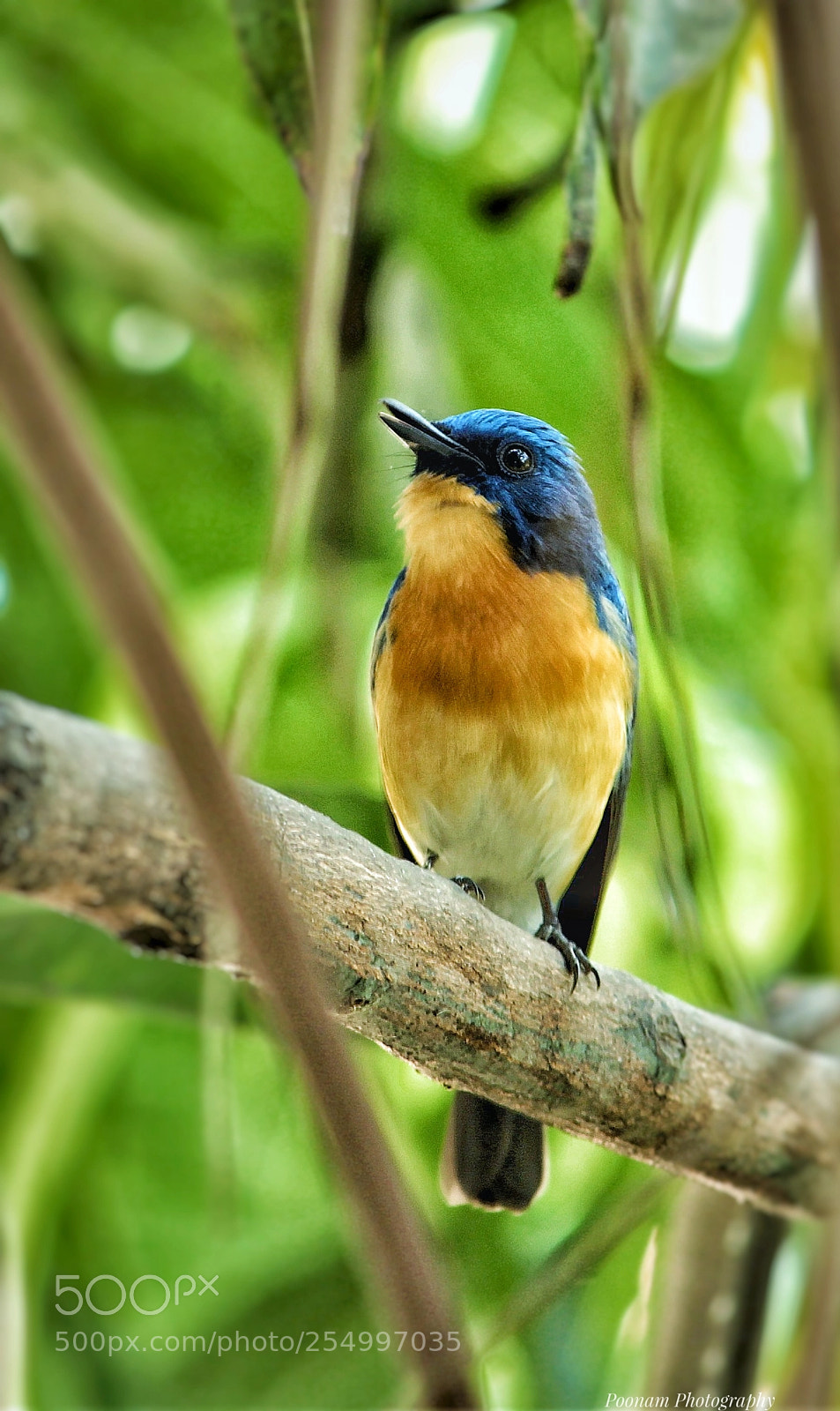 Canon EOS 1300D (EOS Rebel T6 / EOS Kiss X80) sample photo. Tickells blue flycatcher photography
