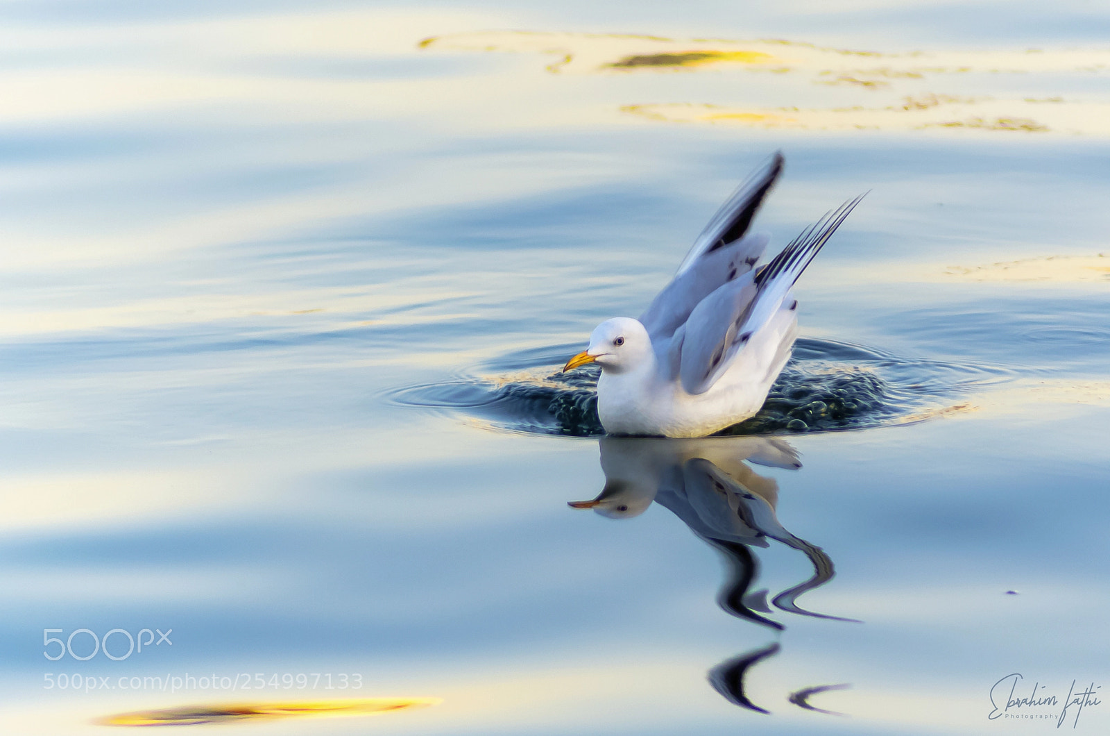 Nikon D7000 sample photo. Seagull photography