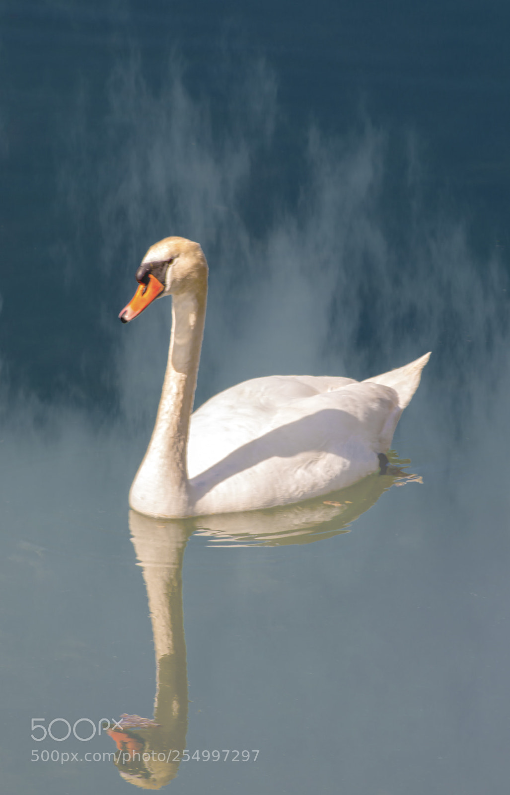 Nikon D300 sample photo. The swan in the photography