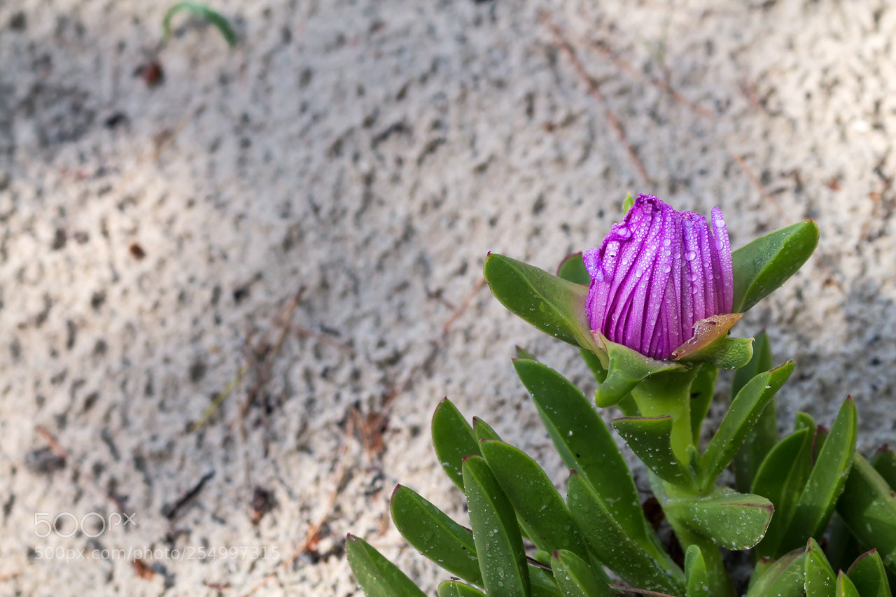 Canon EOS 700D (EOS Rebel T5i / EOS Kiss X7i) sample photo. Fresh drops photography