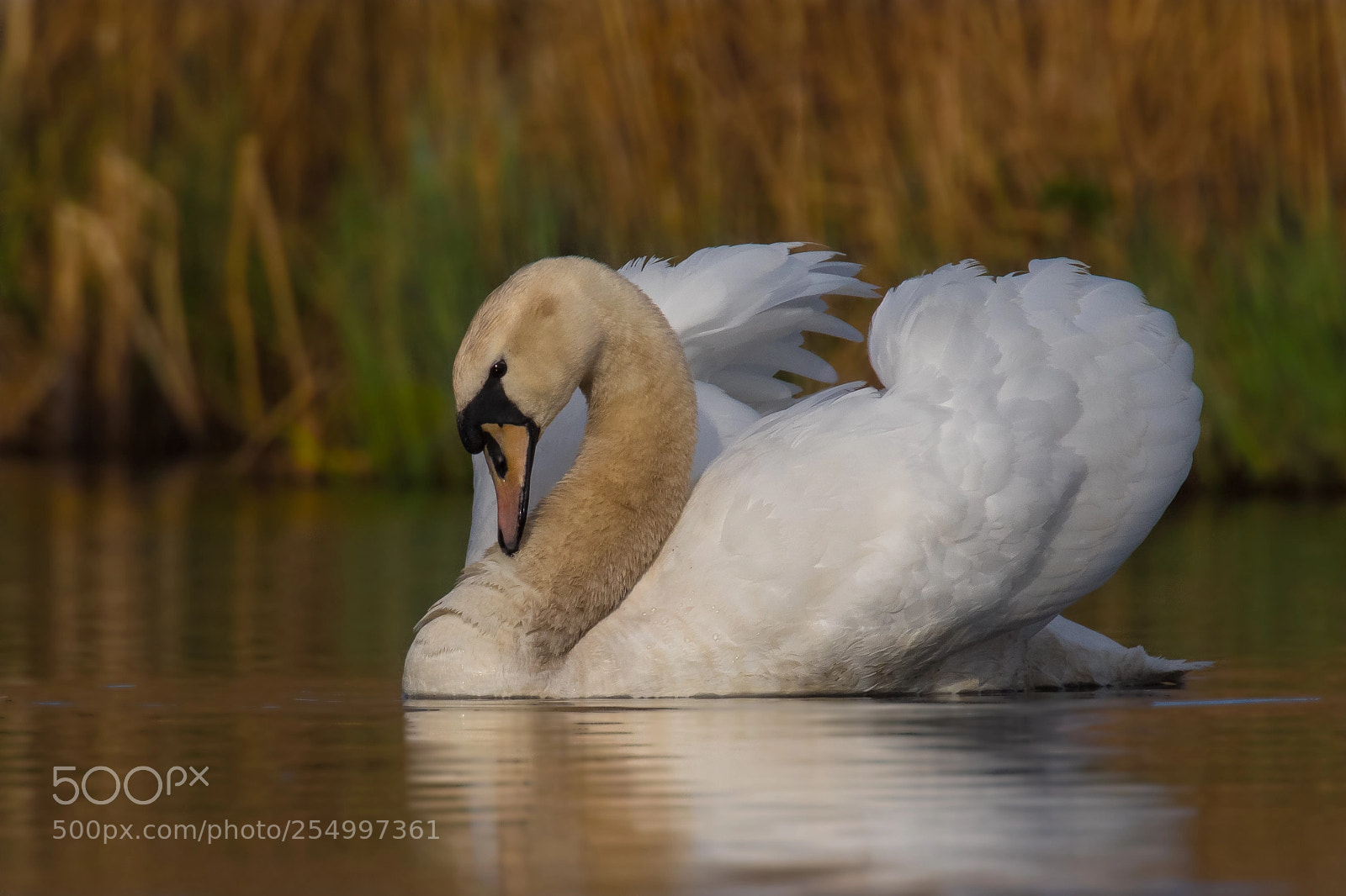 Canon EOS 7D Mark II sample photo. Immature mute swan cygnus photography
