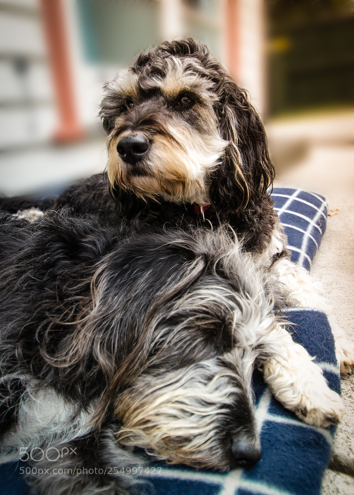 Nikon D7000 sample photo. Chester&harvey photography