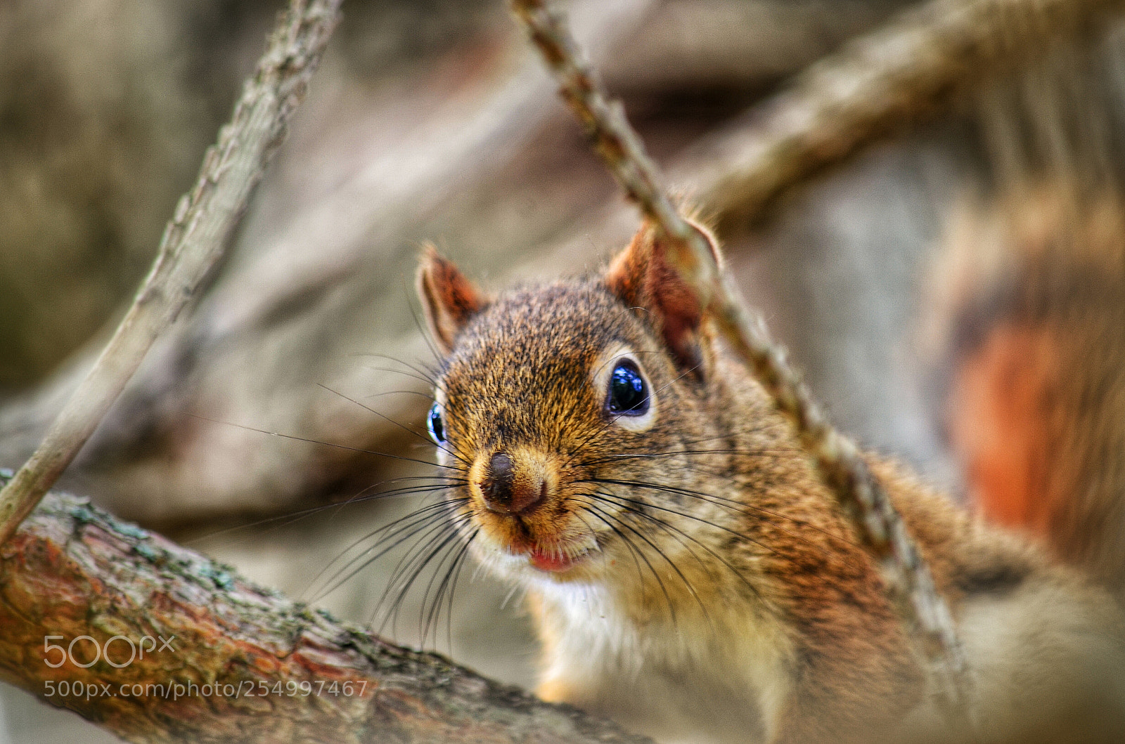 Nikon D7000 sample photo. Img photography