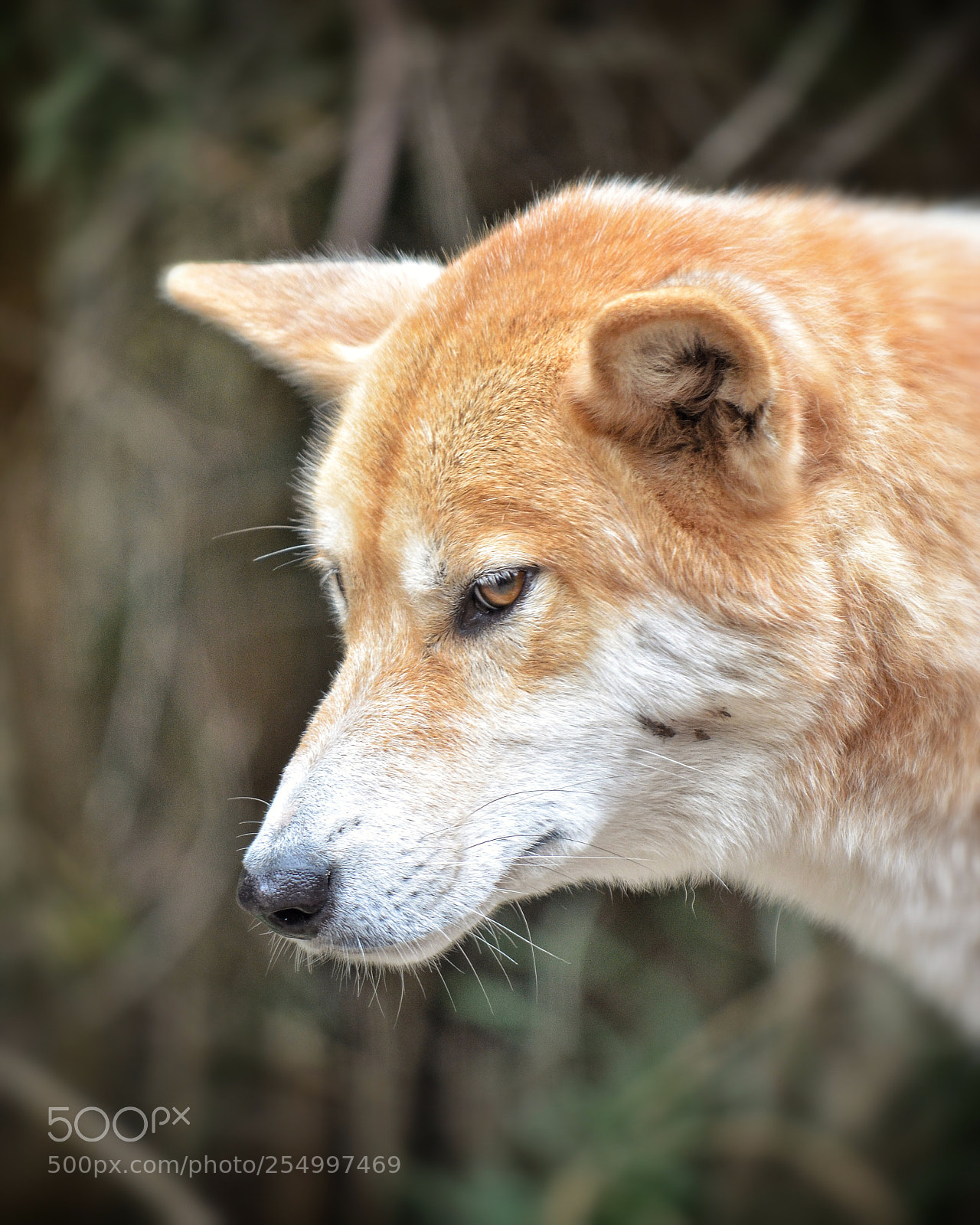 Nikon D7000 sample photo. Img photography