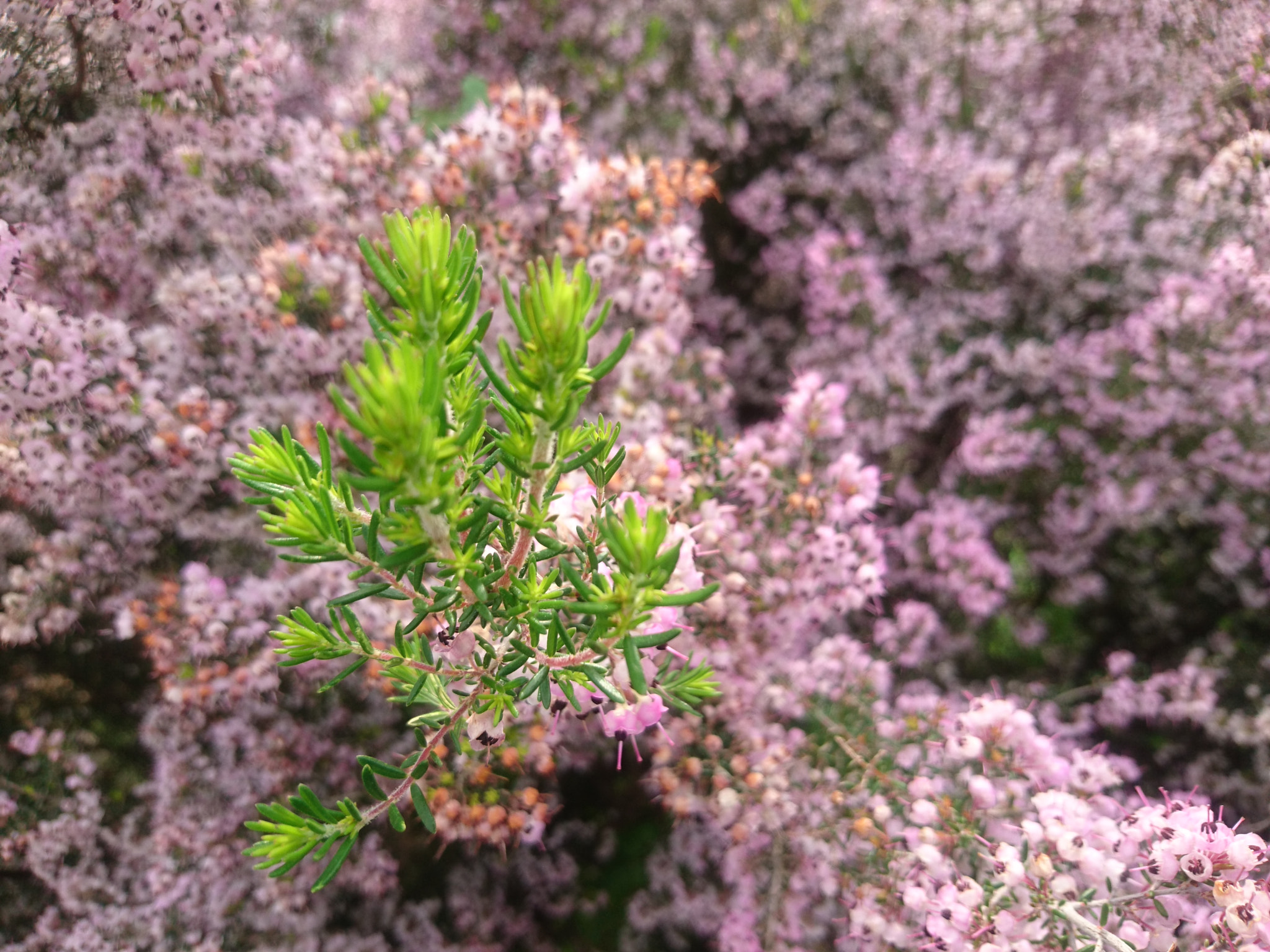 Sony Xperia Z5 sample photo