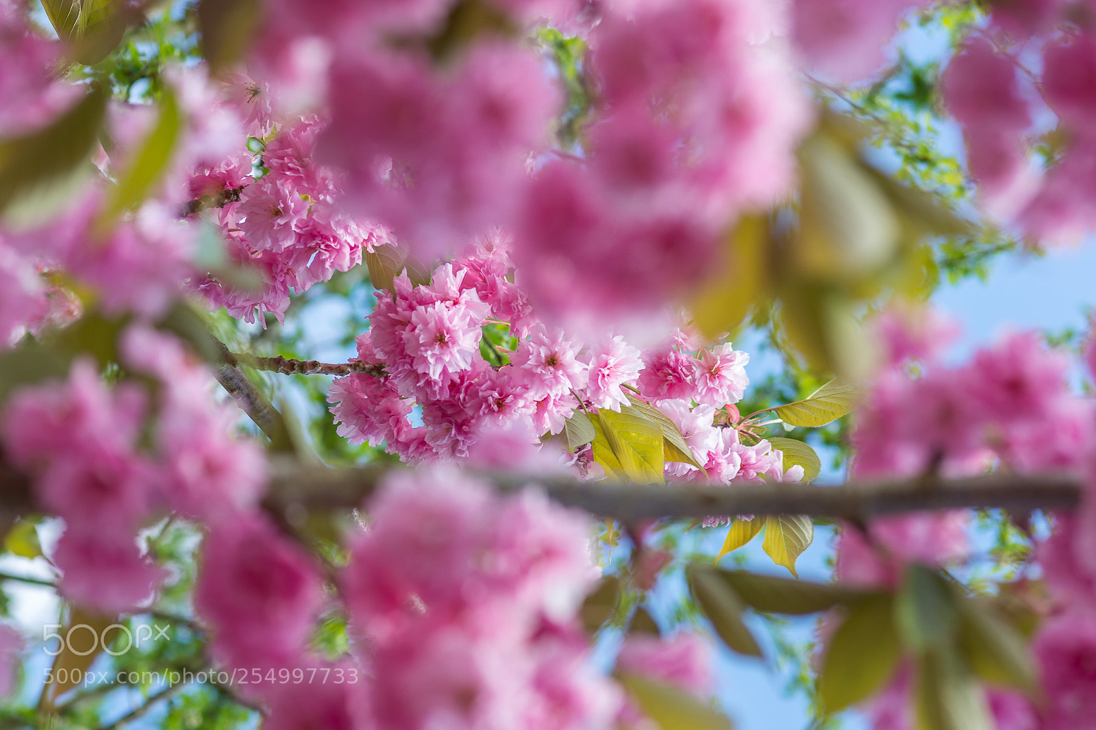 Nikon D7100 sample photo. Cerisier en fleurs photography