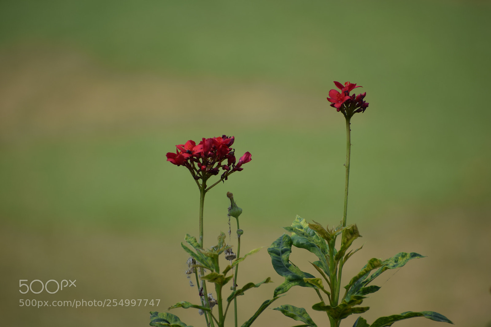 Nikon D3300 sample photo. Untitled photography