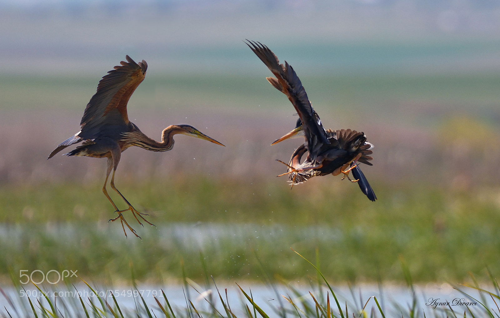Nikon D7200 sample photo. Purple heron - ardea photography