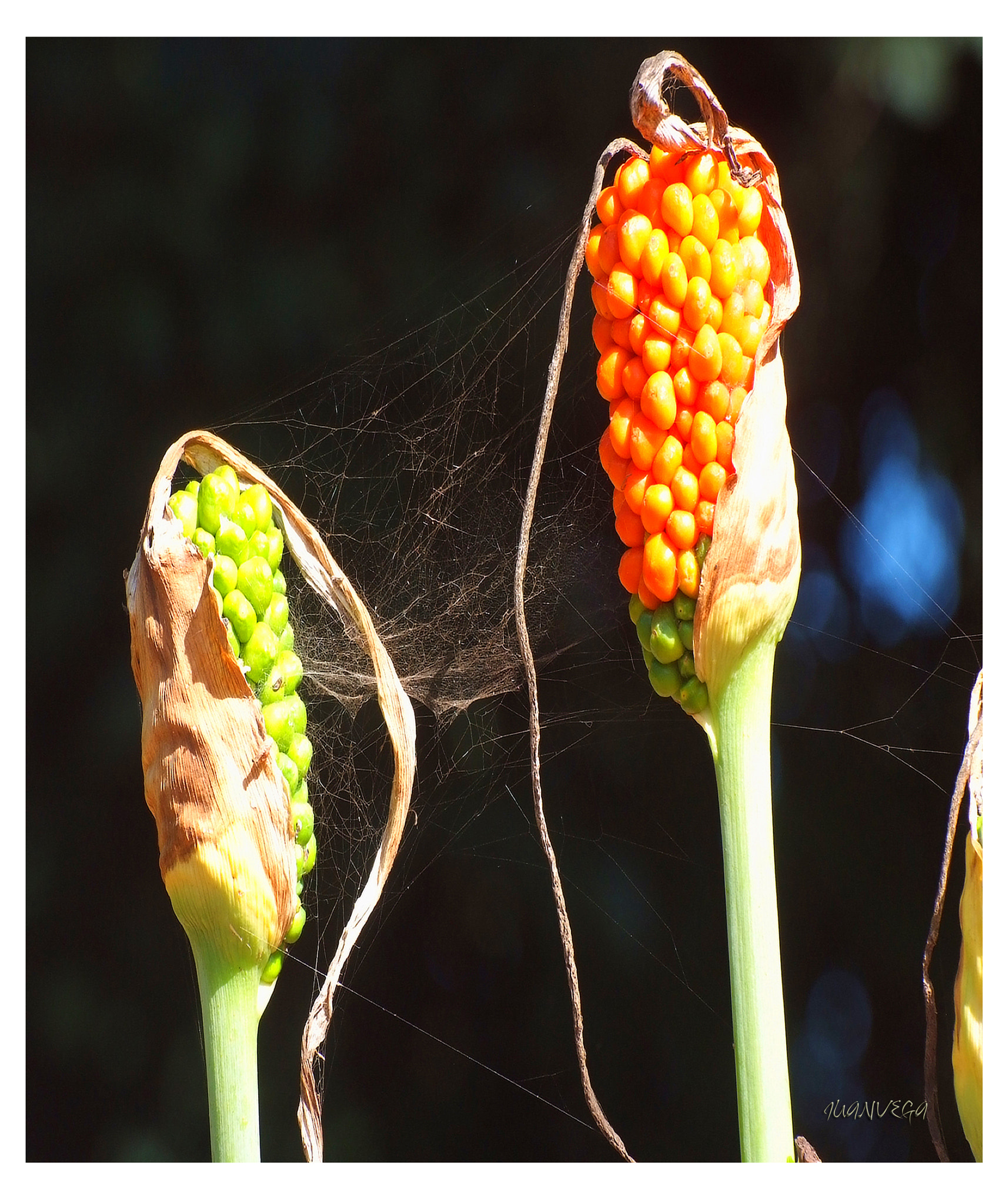 Fujifilm FinePix S5 Pro sample photo. Espigas photography
