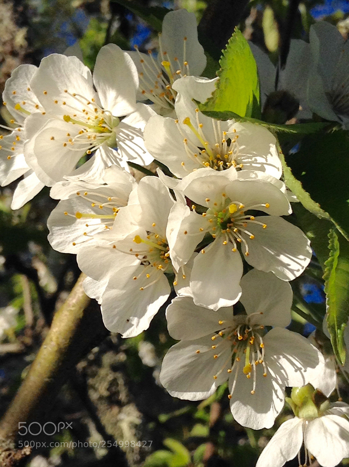 Apple iPod touch sample photo. Flower  photography