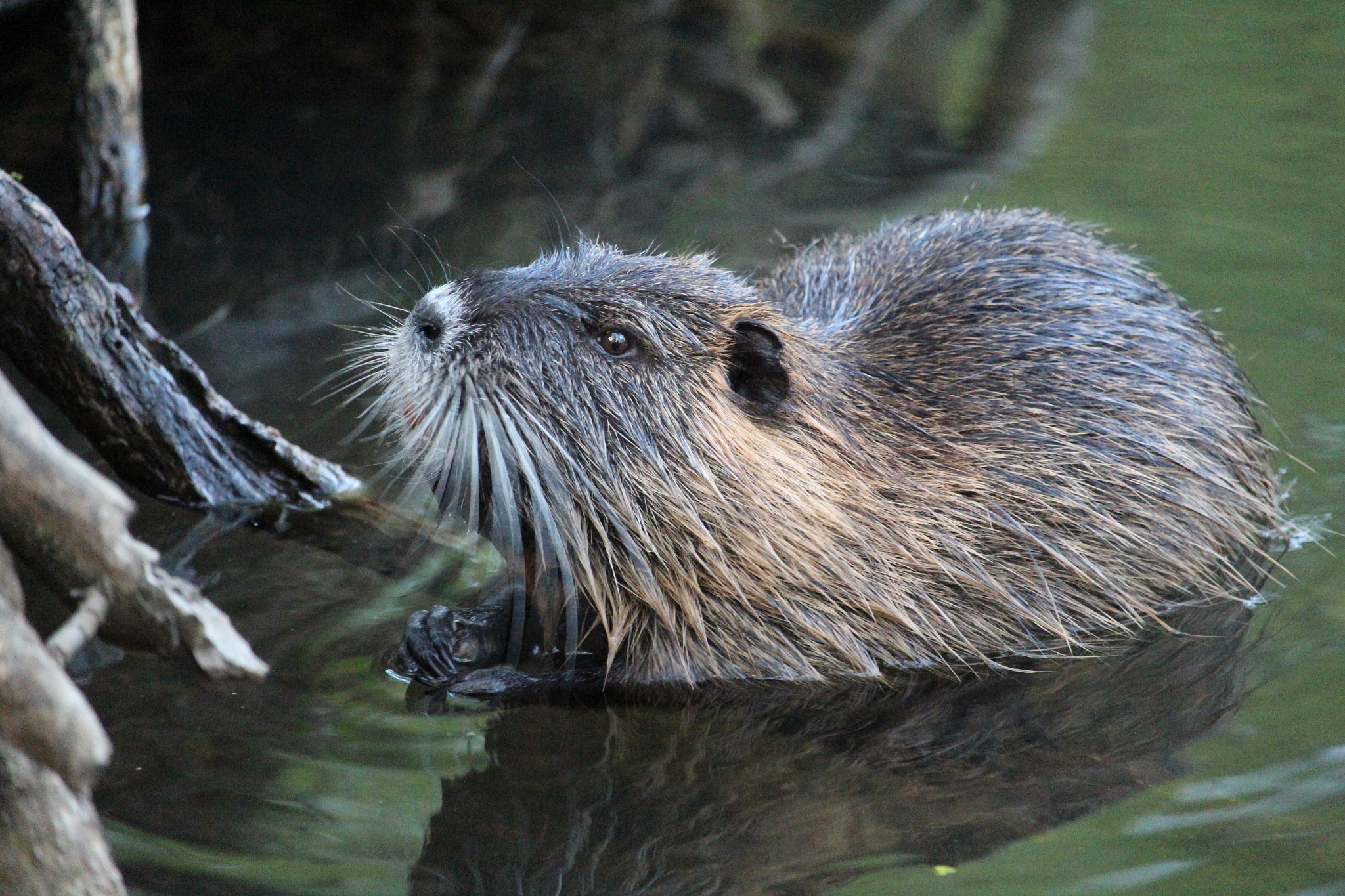 Canon EF-S 55-250mm F4-5.6 IS STM sample photo. Making new friend photography