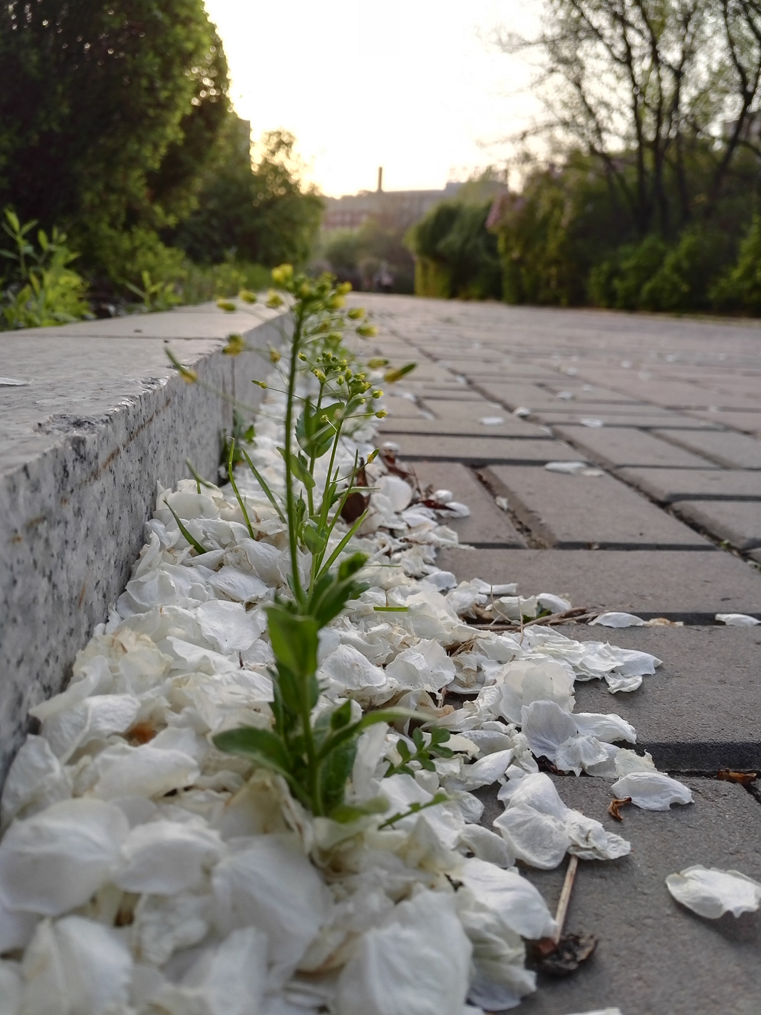 HUAWEI Honor 7 sample photo